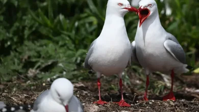 The ‘Bird Theory’ Is Going Viral—What It Says About Your Relationship