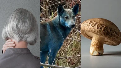 This Week in Science: Blue Dogs, Gray Hair, a Mushroom Computer, And More!