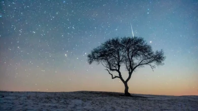 This week's Leonid meteor shower could be one of the best in years. Here's why.