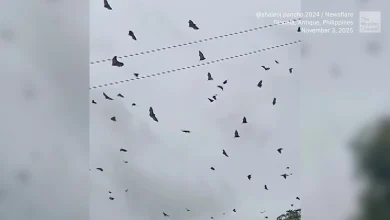 Thousands of Bats Swarm Before Typhoon Strikes Philippines