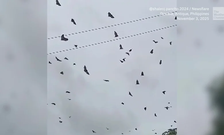 Thousands of Bats Swarm Before Typhoon Strikes Philippines