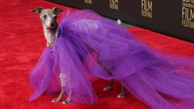 Tika the Iggy Dies at 14 After Surgery to Remove Tumors