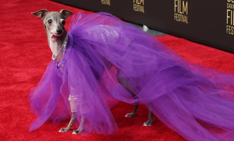 Tika the Iggy Dies at 14 After Surgery to Remove Tumors