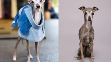 Tika the Iggy dies at 14 after surgery complications