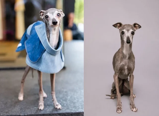 Tika the Iggy dies at 14 after surgery complications