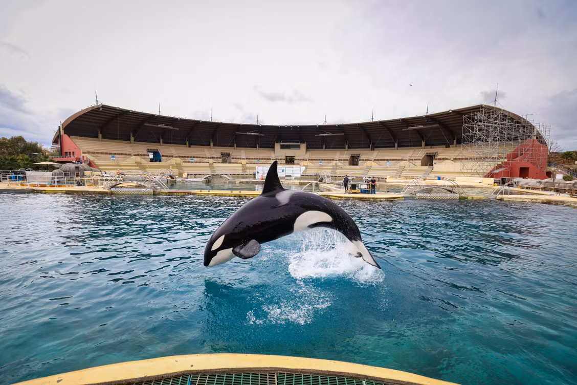 💬 « Toujours aucune solution pour les deux orques » : les réponses de notre reporter à vos questions sur la situation du parc Marineland d’Antibes