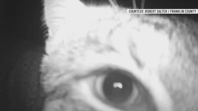 Trail Camera Captures Bobcat and Other Wildlife in Franklin County