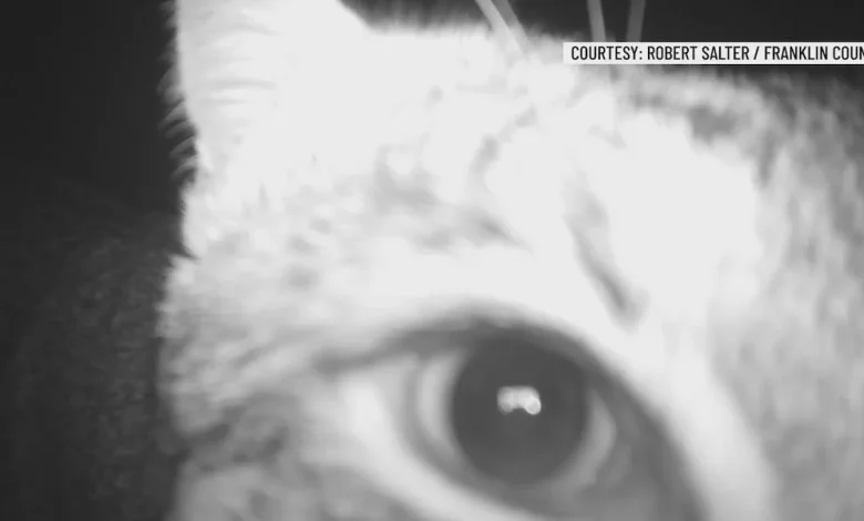 Trail Camera Captures Bobcat and Other Wildlife in Franklin County