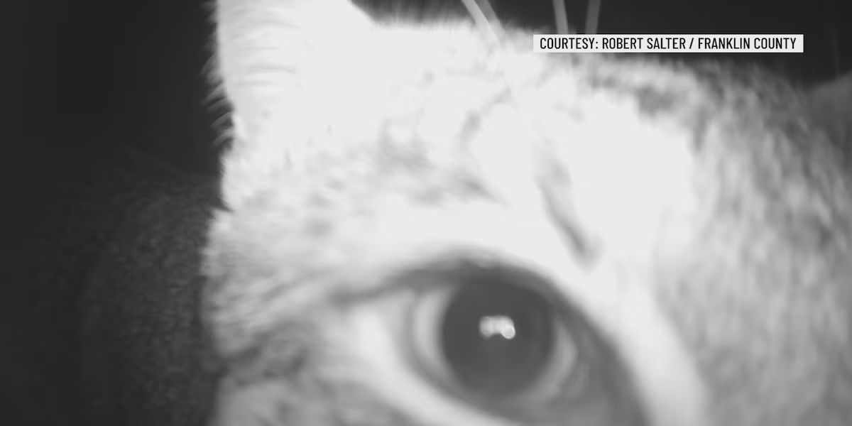 Trail camera captures curious bobcat in Franklin County