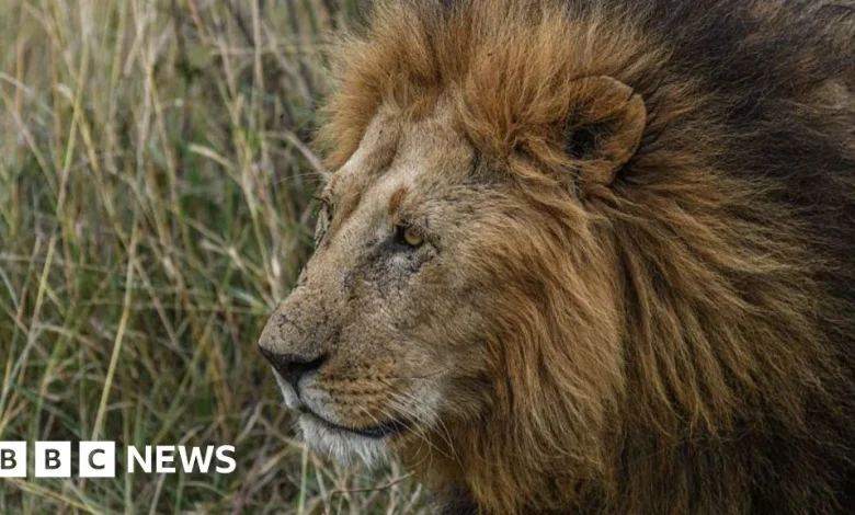 Troubled New Zealand wildlife park euthanises two lions