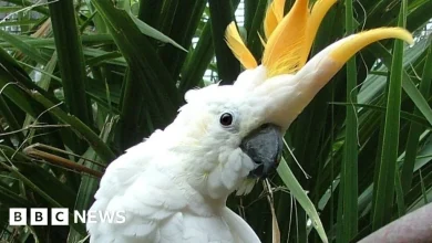 Troy Parrott: Dublin Zoo names parrot after Irish striker