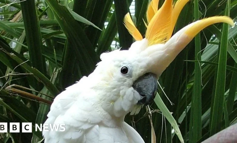 Troy Parrott: Dublin Zoo names parrot after Irish striker
