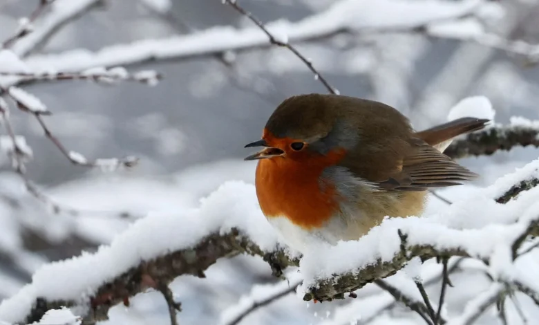 UK weather: Snow possible in parts of country today as temperatures plummet