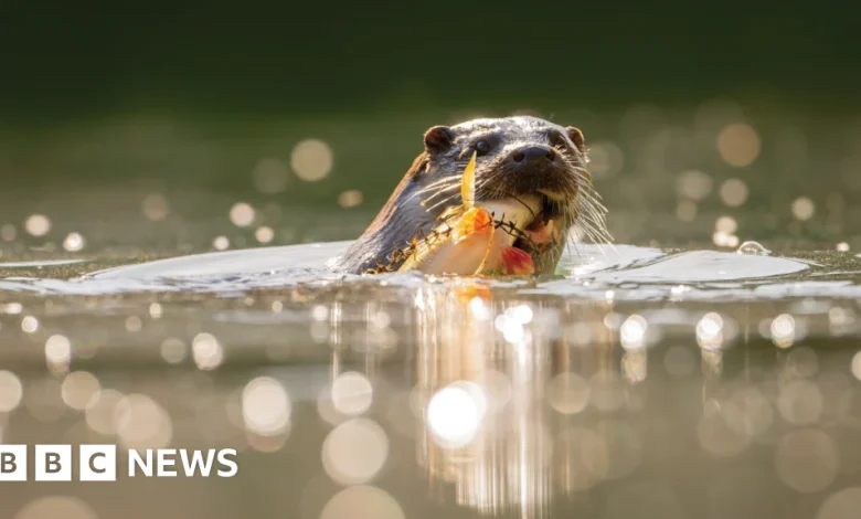 UK wildlife photographers rally to highlight habitat loss