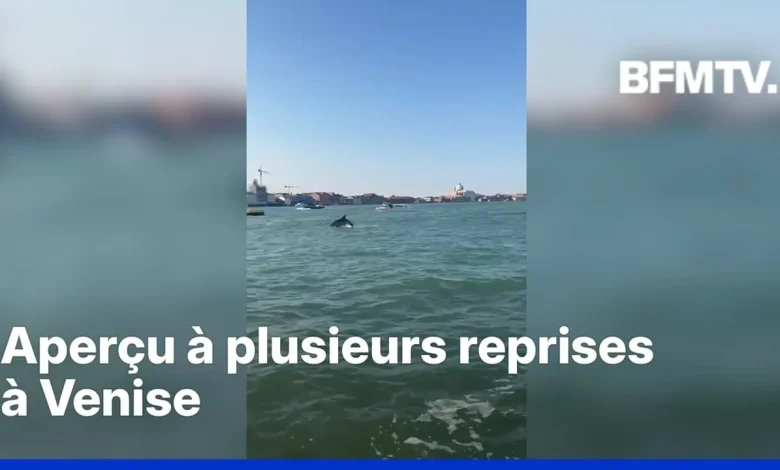 Un dauphin filmé près de la place Saint-Marc à Venise