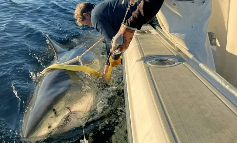 Un grand requin blanc mâle repéré au large du New Jersey après un long trajet migratoire
