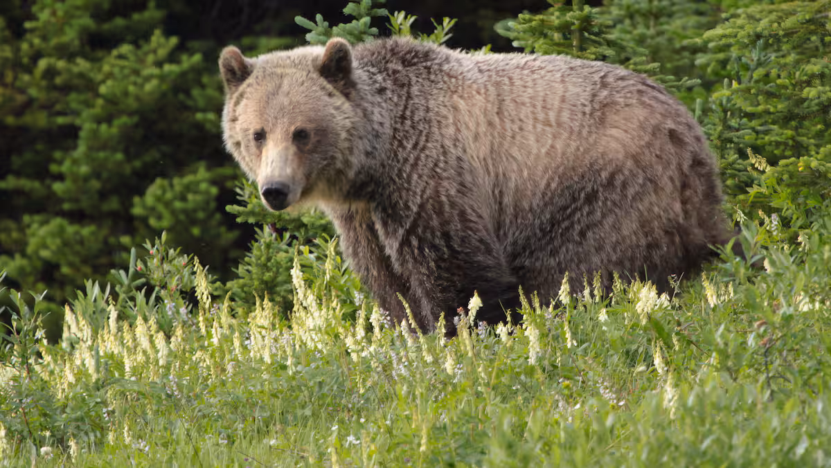 Un grizzli s’en prend à un groupe d’écoliers: 11 blessés en Colombie-Britannique