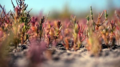 Un procès pour juger le sel : salinisation et dérèglement climatique au centre d’un spectacle-enquête à Arles ce vendredi