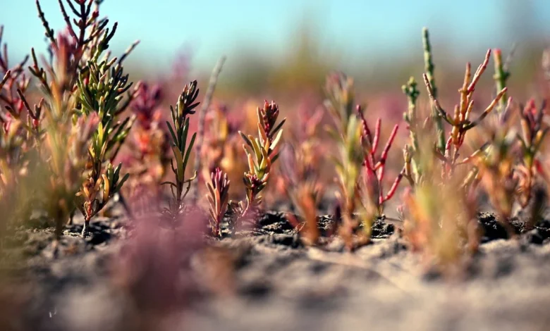 Un procès pour juger le sel : salinisation et dérèglement climatique au centre d’un spectacle-enquête à Arles ce vendredi