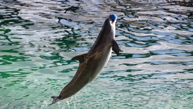 Une structure d'accueil pour dauphins au zoo de Beauval, le sort des cétacés du Marineland en suspens