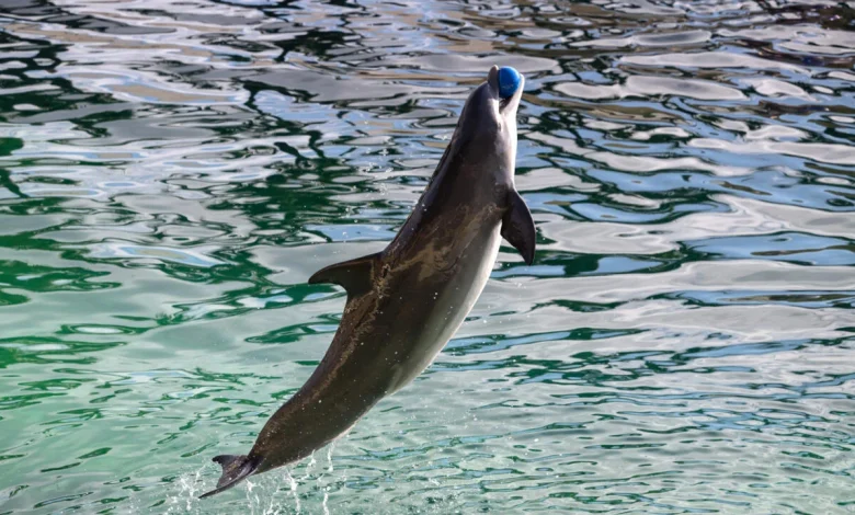 Une structure d'accueil pour dauphins au zoo de Beauval, le sort des cétacés du Marineland en suspens