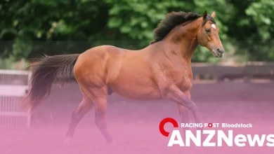 Vibrant trade marks opening day of NZB Ready To Run Sale - ANZ News - Thursday, November 13, 2025