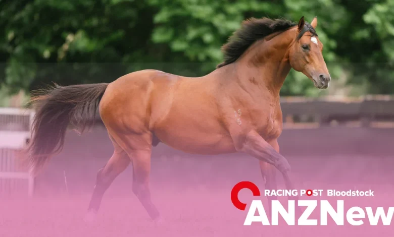 Vibrant trade marks opening day of NZB Ready To Run Sale - ANZ News - Thursday, November 13, 2025