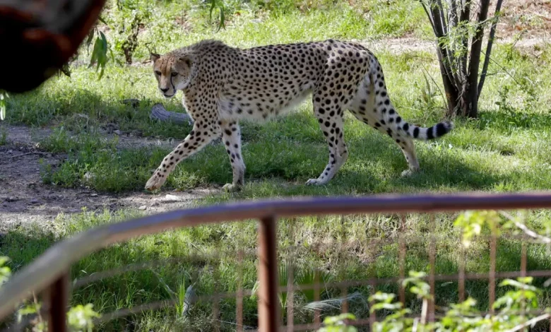 Video. Rare African cheetah brothers arrive at UK’s Chester Zoo