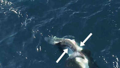 Videos show killer whales flipping great white sharks and eating their livers