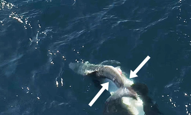 Videos show killer whales flipping great white sharks and eating their livers