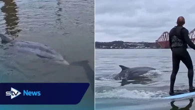Watch moment dolphin swims alongside surfers under Forth Bridge