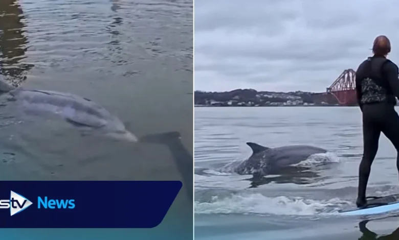 Watch moment dolphin swims alongside surfers under Forth Bridge