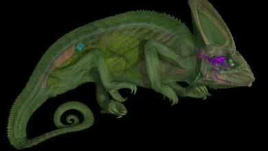 We Finally Know How Chameleons' Bulging Eyes Can Point In Different Directions