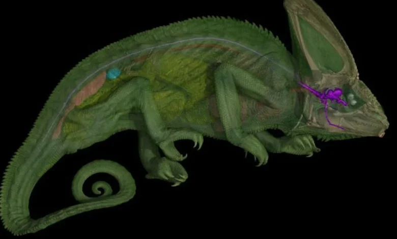 We Finally Know How Chameleons' Bulging Eyes Can Point In Different Directions