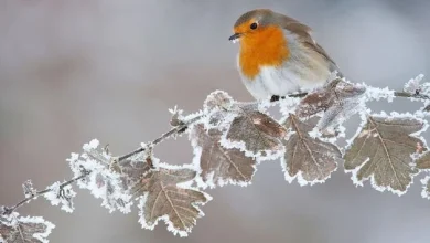 Weather Ireland: Temperatures to dip below freezing as arctic airmass moves across country