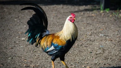 Wednesday's FTB: Willy saves the day