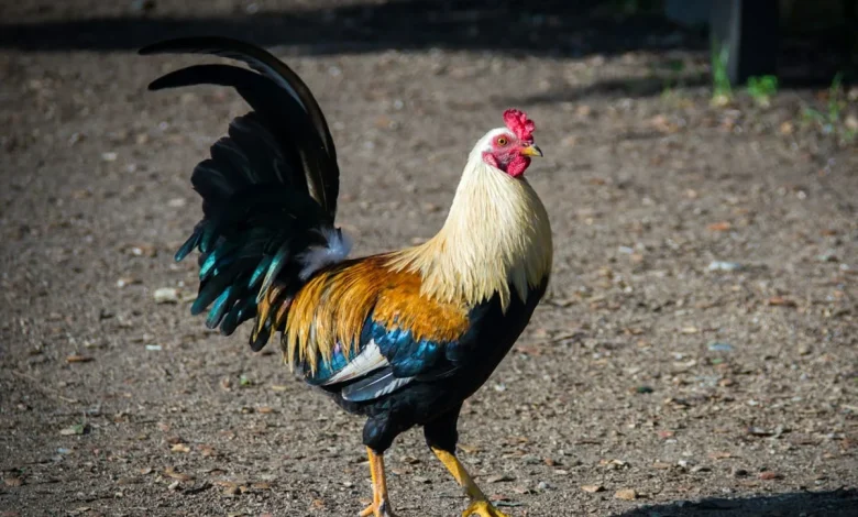 Wednesday's FTB: Willy saves the day