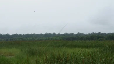 Weekend weather: Becoming milder and more unsettled