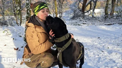 West Midlands animal lovers say fireworks traumatise pets