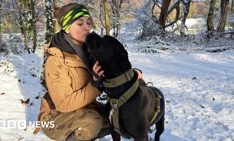 West Midlands animal lovers say fireworks traumatise pets