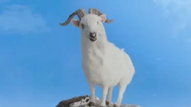 What's New on Paramount+ UK in November 2025 | Streaming Release Schedule Calendar