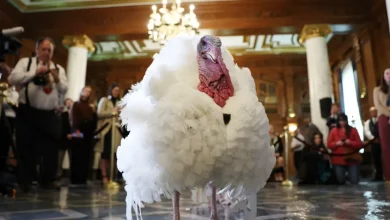 When did Thanksgiving turkey become such a big deal?