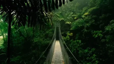 Where is I'm A Celeb filmed? Jungle filming location revealed