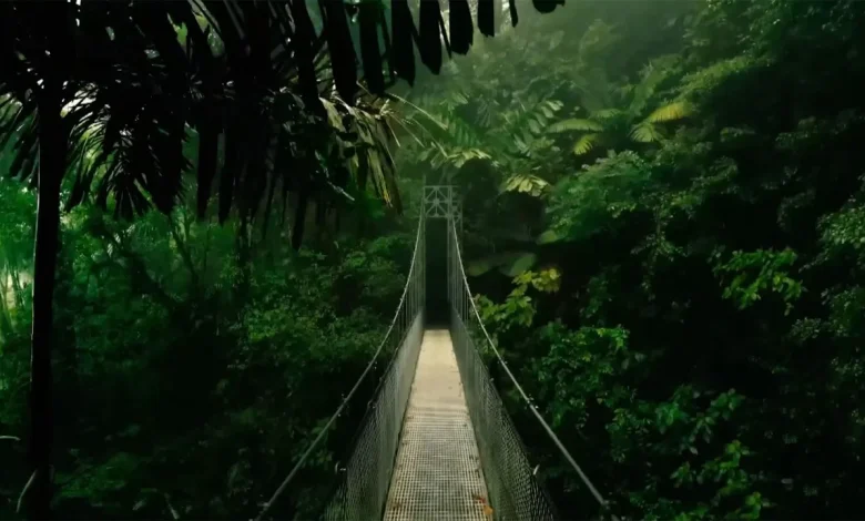 Where is I'm A Celeb filmed? Jungle filming location revealed