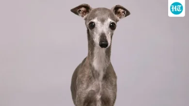 Who was Tika the Iggy? The internet’s ‘Anna Wintour of Dogs’ dies at 14 | Hindustan Times