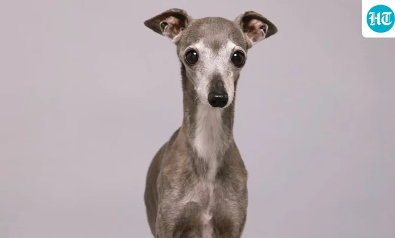 Who was Tika the Iggy? The internet’s ‘Anna Wintour of Dogs’ dies at 14 | Hindustan Times