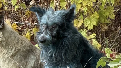 Why Are The Chernobyl Stray Dogs Coloured Blue? Here's What The Researchers Say About It