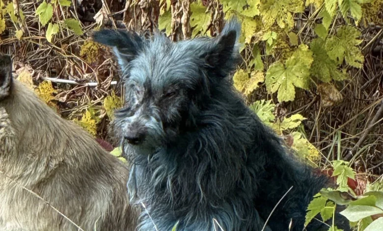 Why Are The Chernobyl Stray Dogs Coloured Blue? Here's What The Researchers Say About It