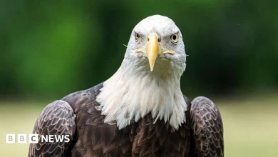 Wildlife centre near Dartford shuts to prevent bird flu outbreak