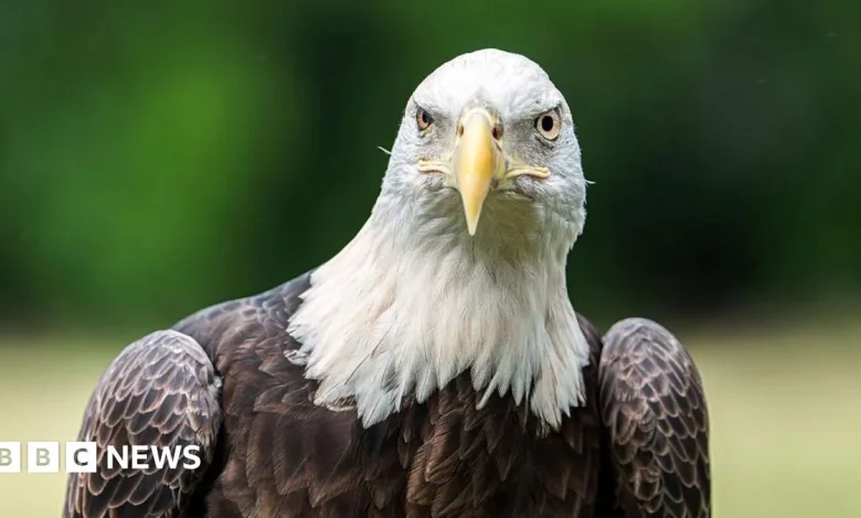 Wildlife centre near Dartford shuts to prevent bird flu outbreak
